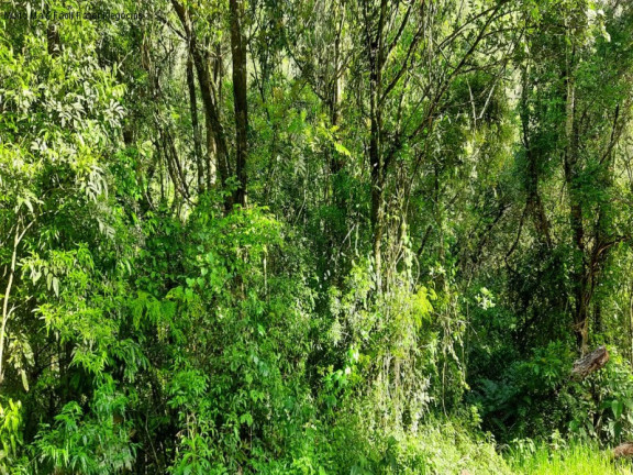 Imagem Terreno à Venda, 3 m² em São Jaco - Nova Petrópolis Imagem Terreno à Venda, 3 m² em São Jaco - Nova Petrópolis