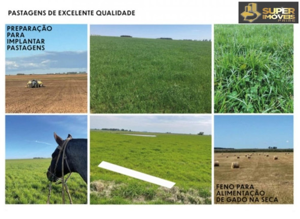 Imagem Imóvel com 3 Quartos à Venda, 25.000.000 m² em Prado - Santana Do Livramento
