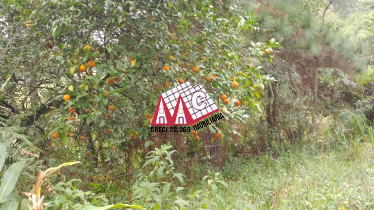 Imagem Imóvel com 3 Quartos à Venda, 968.000 m² em Pilar Do Sul - Pilar Do Sul