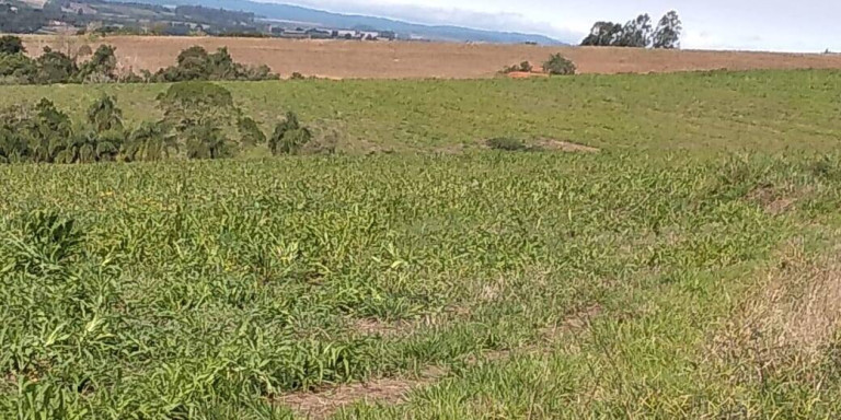 Imagem Fazenda à Venda, 56 m² em Zona De Pecuária - Pilar Do Sul Imagem Fazenda à Venda, 56 m² em Zona De Pecuária - Pilar Do Sul