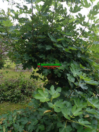 Imagem Chácara à Venda, 14 m² em área Rural De Guaratinguetá - Guaratinguetá Imagem Chácara à Venda, 14 m² em área Rural De Guaratinguetá - Guaratinguetá