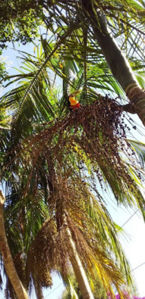 Imagem Imóvel à Venda,  em Campininha - São Roque