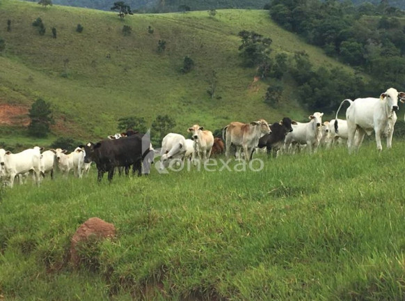 Imagem Fazenda à Venda, 400 m² em Jardim Prado - Santa Branca