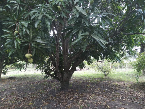 Imagem Terreno à Venda, 3.000 m² em Rural - Paudalho Imagem Terreno à Venda, 3.000 m² em Rural - Paudalho