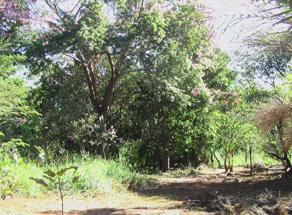 Imóvel com 1 Quarto à Venda, 21.000 m² em Zona Rural - Palmeiras (dois Irmãos Do Buriti)