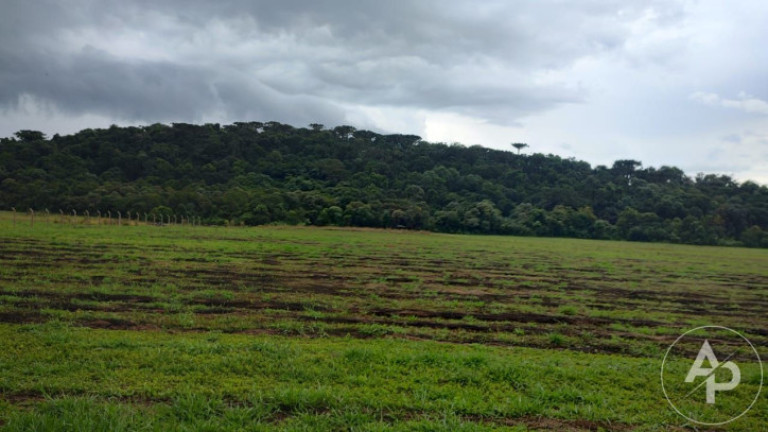 Imagem Terreno à Venda, 81.332 m² em Colônia Dona Luíza - Ponta Grossa