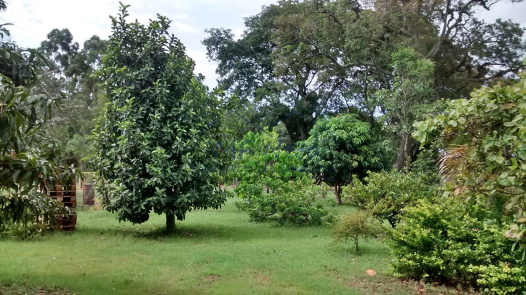 Imagem Fazenda à Venda, 8.400 m² em Zona Rural - Tambaú Imagem Fazenda à Venda, 8.400 m² em Zona Rural - Tambaú