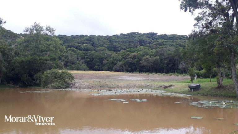 Imagem Chácara com 3 Quartos à Venda, 84.750 m² em Alexandra - Paranaguá