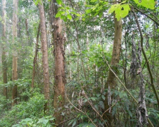 Imagem Terreno à Venda, 190.000 m² em Linha Olinda - Nova Petrópolis Imagem Terreno à Venda, 190.000 m² em Linha Olinda - Nova Petrópolis