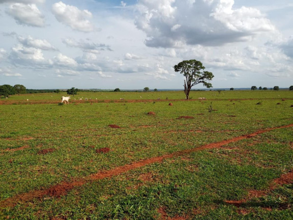 Imagem Fazenda à Venda, 2.027 m² em Rural - Campo Grande Imagem Fazenda à Venda, 2.027 m² em Rural - Campo Grande