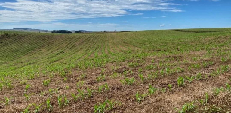 Imagem Fazenda à Venda, 104 m² em Localidade Azulega - Cambara Do Sul