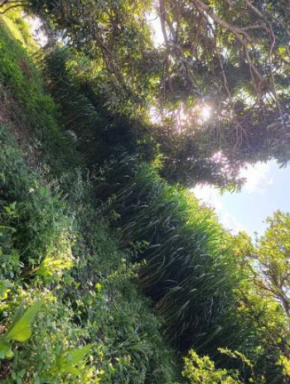 Imagem Chácara com 3 Quartos à Venda, 50.000 m² em Centro - Luziânia