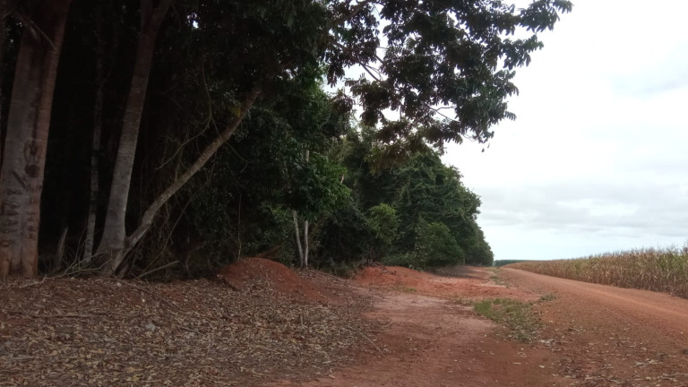 Imagem Fazenda à Venda, 523 m² em Nova Ubiratã - Nova Ubiratã Imagem Fazenda à Venda, 523 m² em Nova Ubiratã - Nova Ubiratã
