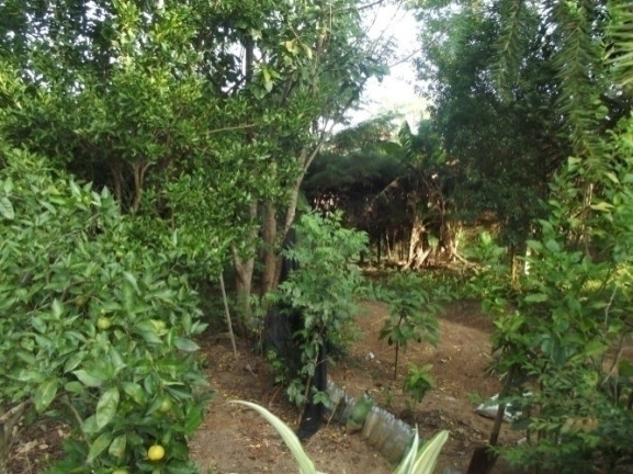 Imagem Casa com 4 Quartos à Venda, 2.000 m² em águas Claras - Viamão