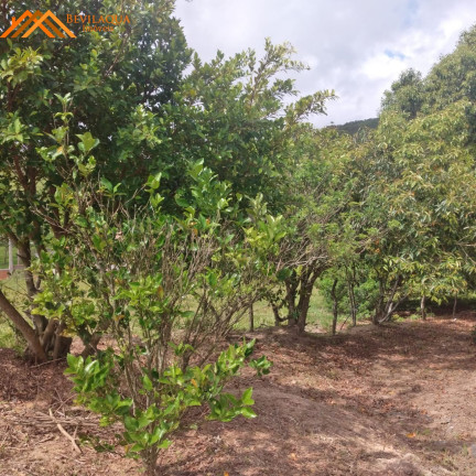Imagem Terreno à Venda, 1.460 m² em Cangueri De Fora - Imaruí Imagem Terreno à Venda, 1.460 m² em Cangueri De Fora - Imaruí