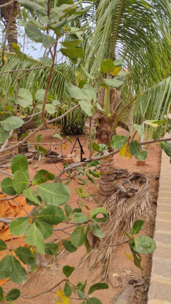 Imagem Chácara com 2 Quartos à Venda, 250 m²