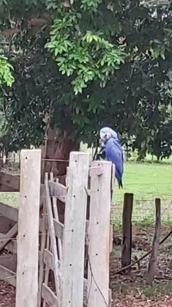 Imagem Imóvel com 1 Quarto à Venda, 14 m² em Zona Rural - Aquidauana