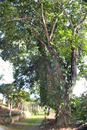 Imagem Chácara com 6 Quartos à Venda, 5.180 m² em Condomínio Itaembu - Itatiba Imagem Chácara com 6 Quartos à Venda, 5.180 m² em Condomínio Itaembu - Itatiba