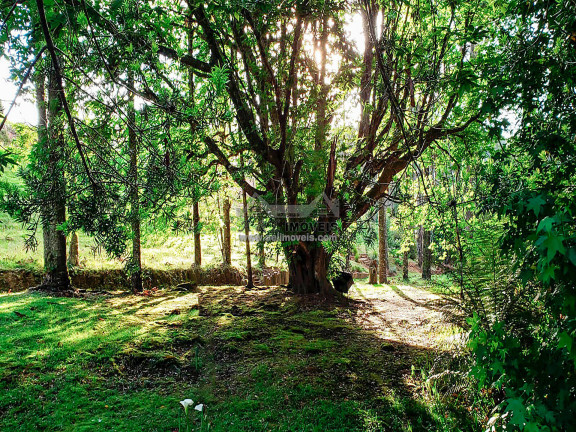 Imagem Terreno em Condomínio à Venda, 1 m² em Alto Capivari - Campos Do Jordão Imagem Terreno em Condomínio à Venda, 1 m² em Alto Capivari - Campos Do Jordão