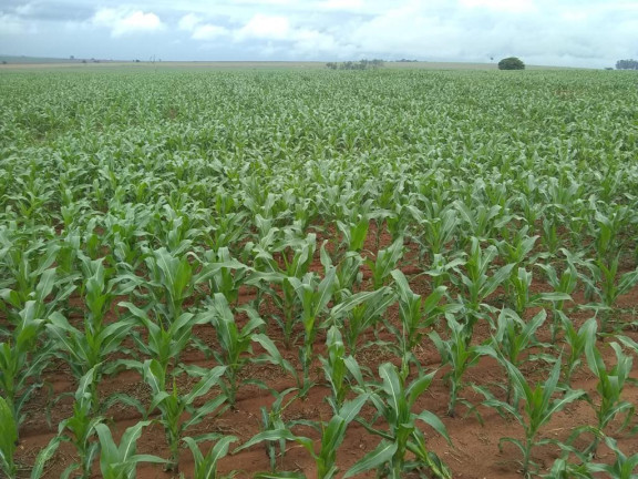 Imagem Fazenda à Venda, 632 m² em Rural - Echaporã Imagem Fazenda à Venda, 632 m² em Rural - Echaporã