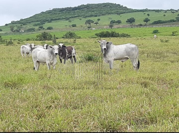 Imagem Imóvel com 4 Quartos à Venda, 2.700.000 m² em Alto José Leal - Vitória De Santo Antão