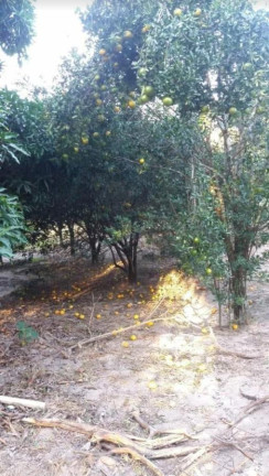 Imagem Fazenda à Venda, 10.000 m² em Centro - Itaboraí Imagem Fazenda à Venda, 10.000 m² em Centro - Itaboraí