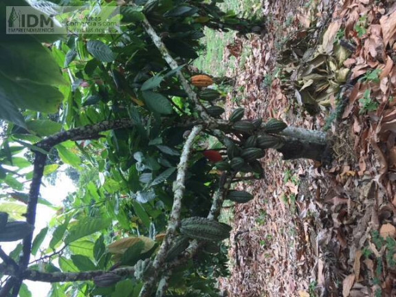 Imagem Chácara à Venda, 3.940.000 m² em Centro - Gandu Imagem Chácara à Venda, 3.940.000 m² em Centro - Gandu