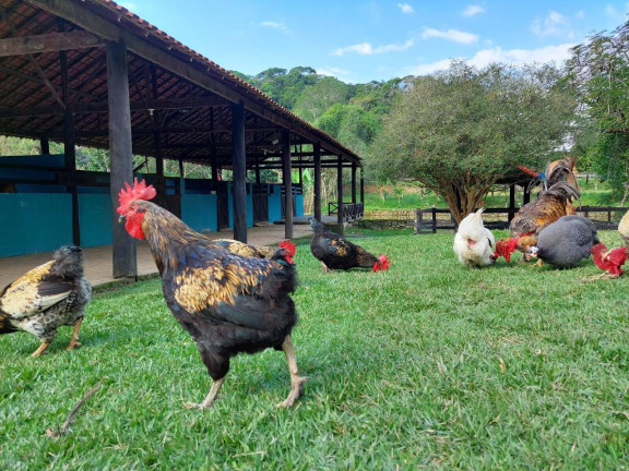 Imagem Chácara com 10 Quartos à Venda, 33.500 m² em Maraporã - Cachoeiras De Macacu