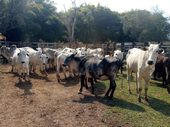 Imagem Chácara com 3 Quartos à Venda, 532 m² em Zona Rural - Cambuí