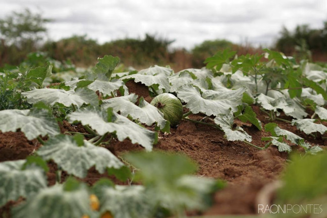 Imagem Fazenda à Venda, 600.000 m² em Zona Rural - Irecê Imagem Fazenda à Venda, 600.000 m² em Zona Rural - Irecê