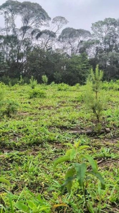 Fazenda à Venda, 17 m² em Três Córregos - Campo Largo