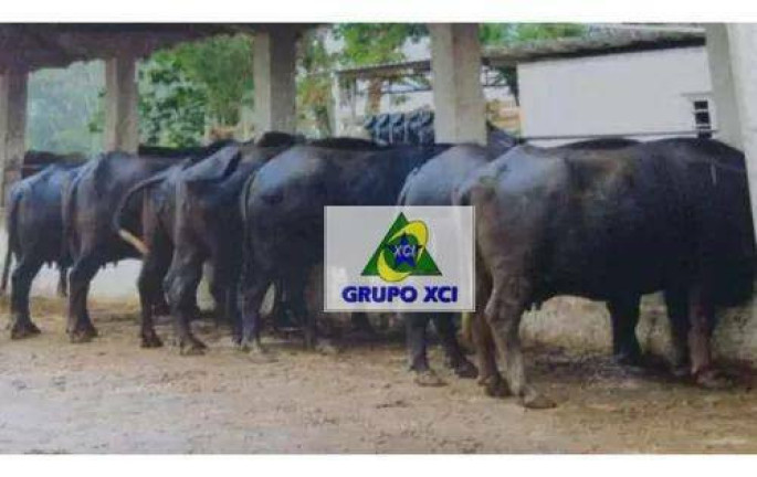 Imagem Fazenda à Venda, 13.190.400 m² em Centro - Sete Barras