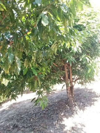 Imagem Imóvel com 2 Quartos à Venda, 10.000 m² em Cancelinha - Esmeraldas