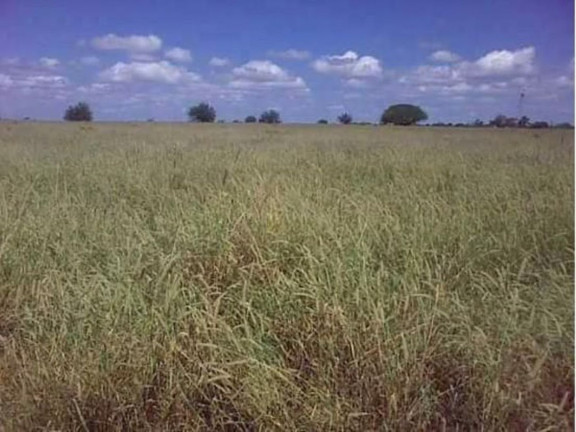 Imagem Fazenda à Venda, 200 m² em Zona Rural - Pilão Arcado Imagem Fazenda à Venda, 200 m² em Zona Rural - Pilão Arcado