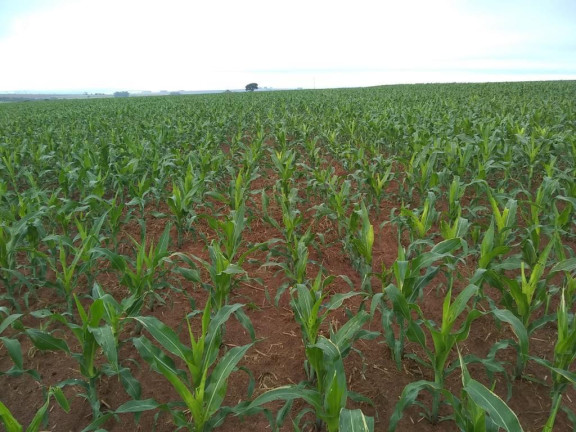 Imagem Fazenda à Venda, 632 m² em Rural - Echaporã Imagem Fazenda à Venda, 632 m² em Rural - Echaporã