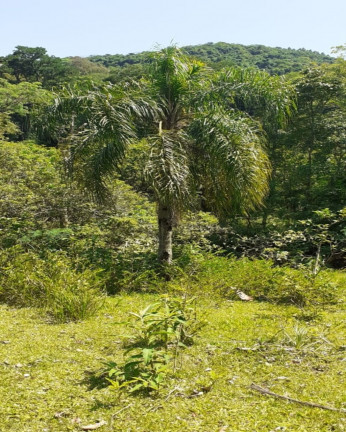 Imagem Imóvel com 1 Quarto à Venda,  em Vila Rica - Presidente Lucena