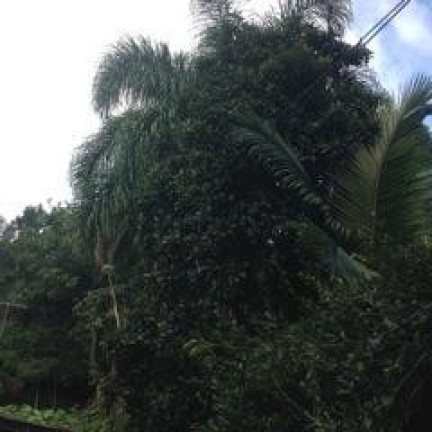 Imagem Terreno à Venda, 1.150 m² em Granja Viana - Cotia Imagem Terreno à Venda, 1.150 m² em Granja Viana - Cotia