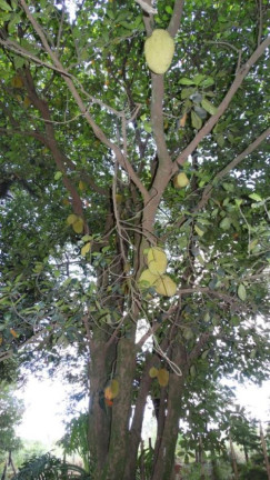 Imagem Imóvel à Venda, 87.900 m² em Jardim Do Cedro - São José Do Rio Preto Imagem Imóvel à Venda, 87.900 m² em Jardim Do Cedro - São José Do Rio Preto