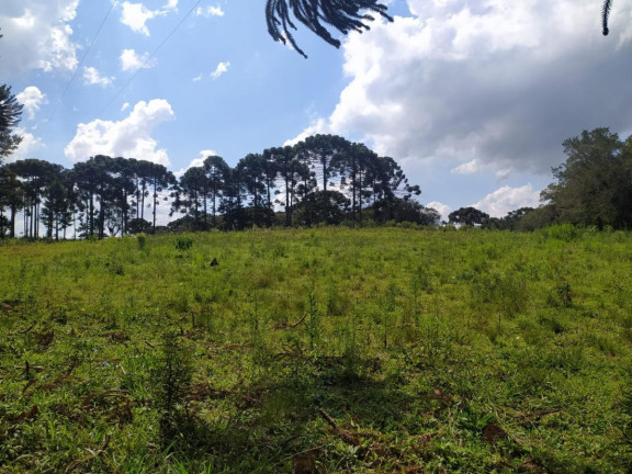 Imagem Terreno à Venda, 5.000 m² em Contenda - São José Dos Pinhais Imagem Terreno à Venda, 5.000 m² em Contenda - São José Dos Pinhais