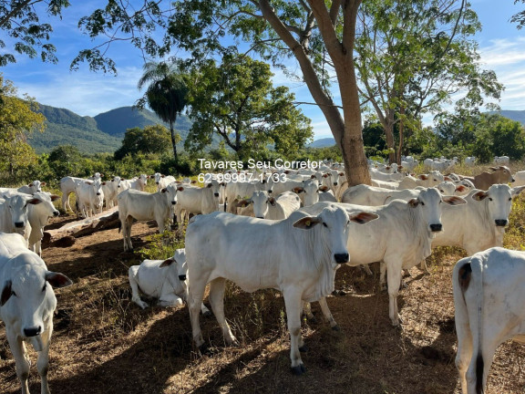 Imóvel à Venda,  em Zona Rural - Monte Alegre De Goiás