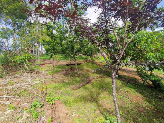Imagem Chácara à Venda, 1.200 m² em Zona Rural - Tijucas Do Sul Imagem Chácara à Venda, 1.200 m² em Zona Rural - Tijucas Do Sul