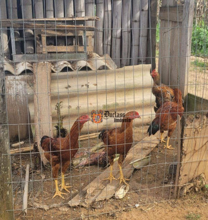Imagem Fazenda à Venda, 44.500 m² em Monte Mor - Monte Mor Imagem Fazenda à Venda, 44.500 m² em Monte Mor - Monte Mor