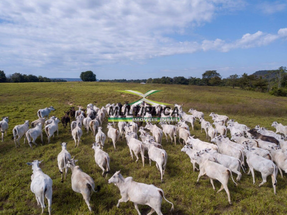 Fazenda à Venda, 18.800 m² em Goiatins