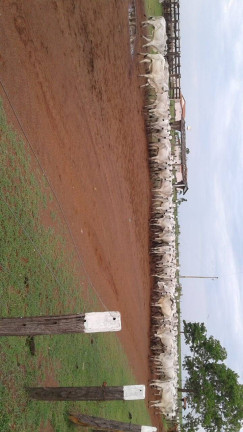 Imagem Fazenda à Venda, 831 m² em Setor Central - São Miguel Do Tocantins Imagem Fazenda à Venda, 831 m² em Setor Central - São Miguel Do Tocantins