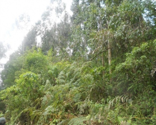 Imagem Terreno à Venda, 190.000 m² em Linha Olinda - Nova Petrópolis Imagem Terreno à Venda, 190.000 m² em Linha Olinda - Nova Petrópolis