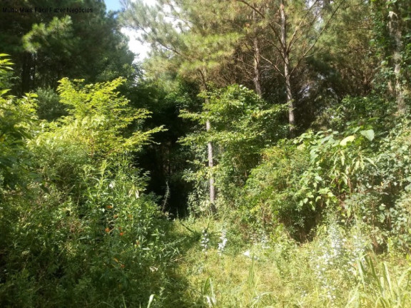 Imagem Terreno à Venda, 225.000 m² em Arroio Paixão - Nova Petrópolis Imagem Terreno à Venda, 225.000 m² em Arroio Paixão - Nova Petrópolis