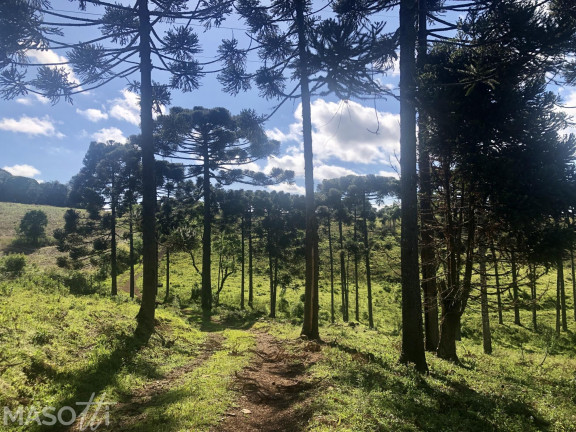 Imagem Chácara à Venda, 70.000 m² em Serra Grande Italiana - Gramado Imagem Chácara à Venda, 70.000 m² em Serra Grande Italiana - Gramado