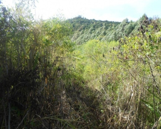 Imagem Terreno à Venda, 7 m² em Lichthenthal - Picada Café
