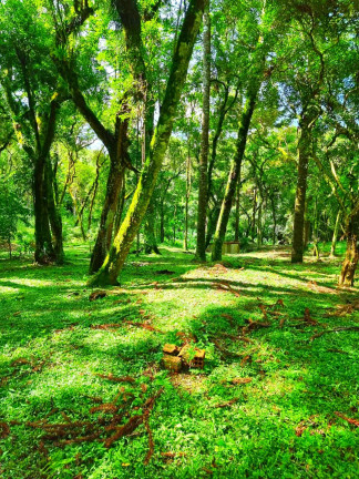 Imagem Chácara com 1 Quarto à Venda, 6.050 m² em Jardim Bela Vista - Balsa Nova Imagem Chácara com 1 Quarto à Venda, 6.050 m² em Jardim Bela Vista - Balsa Nova
