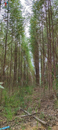 Imagem Imóvel com 1 Quarto à Venda, 1.815.000 m² em Da Bandeira (lavrinha) - São Miguel Arcanjo Imagem Imóvel com 1 Quarto à Venda, 1.815.000 m² em Da Bandeira (lavrinha) - São Miguel Arcanjo